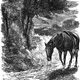 Black Beauty, Page 6, 1877